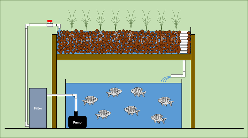 Diagram of a ebb and flow system with plants in a medium with fish in a trough below.