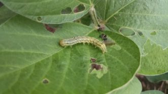 Green caterpillar with black dots down the side sitting on a leaf with small lesions. 
