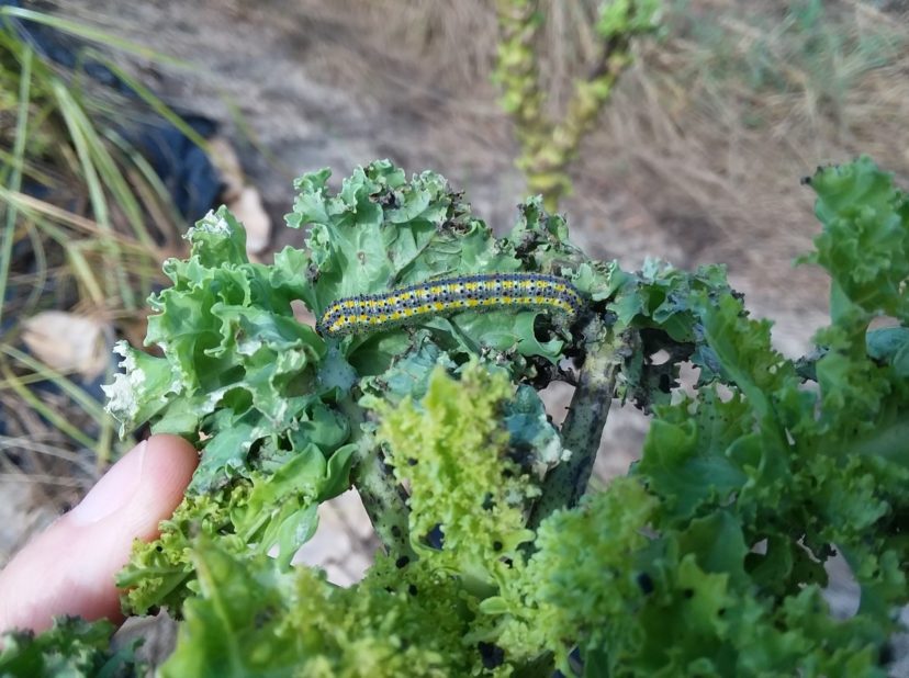 Identification of Common Insect Pests of Brassica Crops LandGrant Press