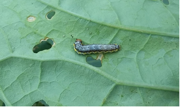 Identification of Common Insect Pests of Brassica Crops
