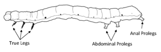 Illustration of a cabbage looper.