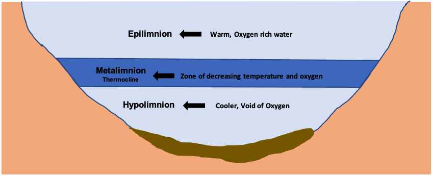 Illustration of a cross section of a pond, with the water separated into layers.