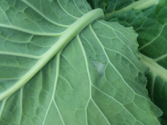 Lesion in leaf where the waxy, upper cuticle is left in tack on brassica leaf. 