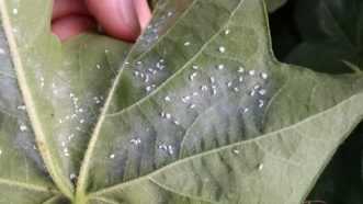 Many whiteflies present on underside of leaf. 
