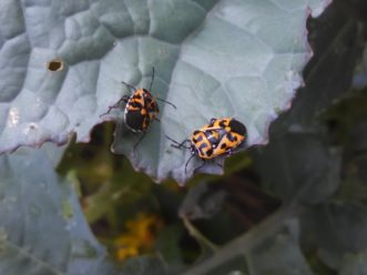 Orange and black pattern stinkbug on a brassica leaf. 