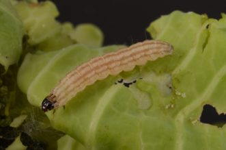 Pale yellow webworm with longitudinal dark orange strips and black head on a leaf. 
