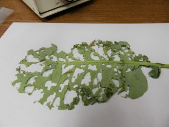Severely damaged collard leaf on white table. Has large lesions and little leaf tissue left. 