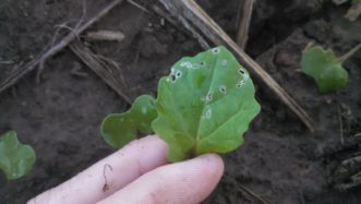 Small lesions and windowpanneling on canola seedling. 