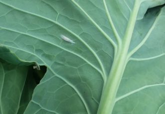Small, white cocoon on the underside of a brassica leaf.