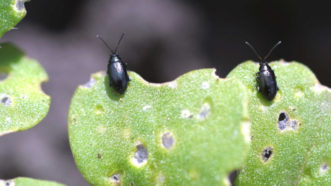 Two black beetles on young leaf growth with small lesions. 