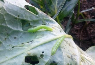 Two green cabbage loopers on brassica leaf. The leaf are small and medium sized lesions with brown edges. 