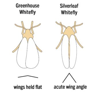 Greenhouse whitefly with flat wings, and silverleaf whitefly with acute wing angle.