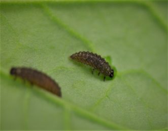 Yellowmargined leaf beetle larvae on a leaf.