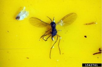 A fungus gnat caught on yellow sticky tape.