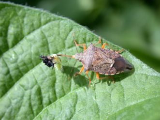 A Spined soldier bug on a leaf.
