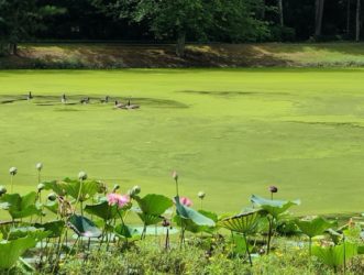 Canada geese swim on the surface of a pond, which is covered in algae.