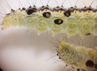Close up of black holes on the cabbageworm. 
