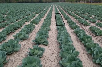Collards in a field with a small area marked.