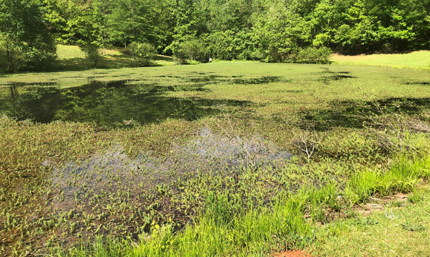 Pond Weeds: Causes, Prevention, and Treatment Options
