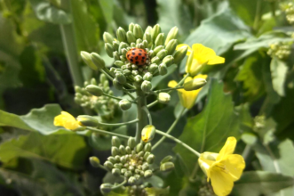 Lady beetle on flower buds of brassica plants. 
