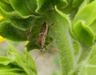 Leaf-footed bug high on flower stem with a small white egg on its head. 