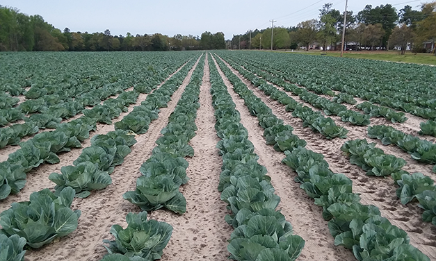 Scouting for Insect Pests in Brassica Crops