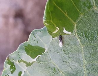Small black wasp near edge of leaf. 