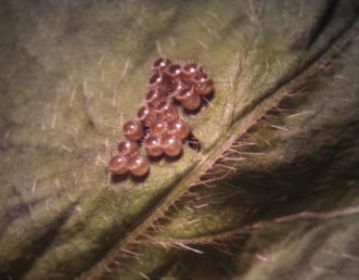 Small, red eggs clustered on leaf with small pined in a circle on the top of the eggs. 