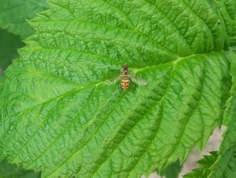 Syrphid fly on leaf.