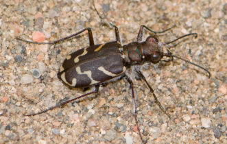 Tiger beetle on gravel concrete. 