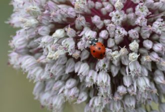 A sevenspotted lady beetle on a flower.