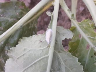 A diamondback moth caterpillar covered with spores.