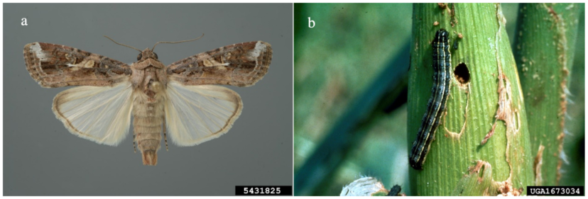A moth on a leafDescription automatically generated with medium confidence
