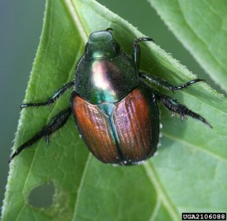 A japanese beetle adult on a leaf. Japanese beetles are metallic green with bronze-copper colored wing coverings.