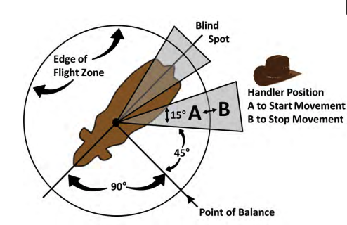 Diagram of a cow's flight zone and point of balance