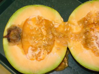 Rotten muskmelon fruit with black rot due to infection by the gummy stem blight fungus.
