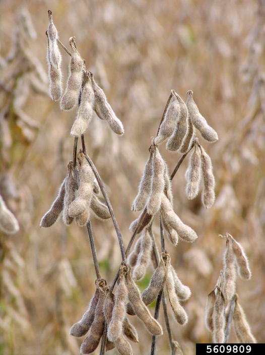 Mature soybean plant.