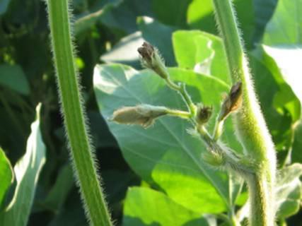 New seed pods on a soybean plant.