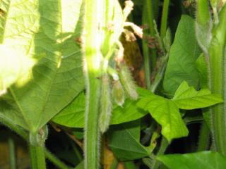 Seed pods on a soybean plant.