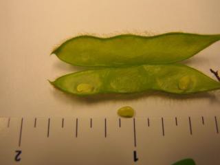 Small seeds in a soybean pod.