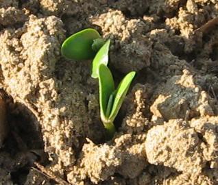 Soybean plant emerging from soil.