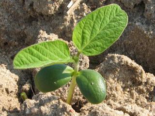 VC - two unifoliate leaves unrolled in addition to cotyledons.