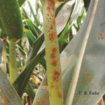 Common and Southern Rust in Field Corn