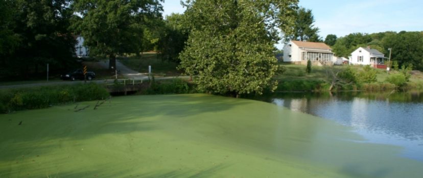 A pond with a large portion of the surface covered by a bright green algal bloom. 