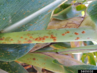 Corn plant with southern rust pustules
