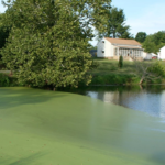 Introduction to Harmful Algal Blooms (HABs) in South Carolina Freshwater Systems