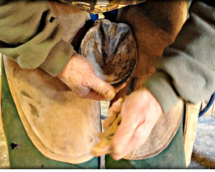 Person using a knife on the bottom of a horse hoof.