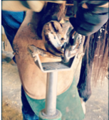 Person removing hoof growth with nippers.