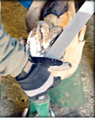 Person filing bottom of horse hoof with a rasp.