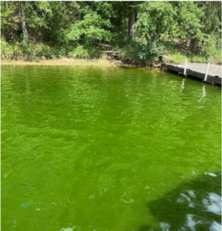 Waterbody that appears green due to algae growth.